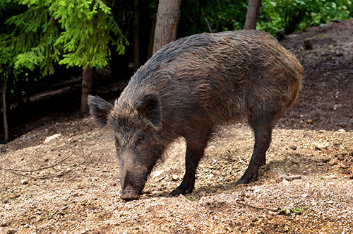 peste porcina africana en la union europea