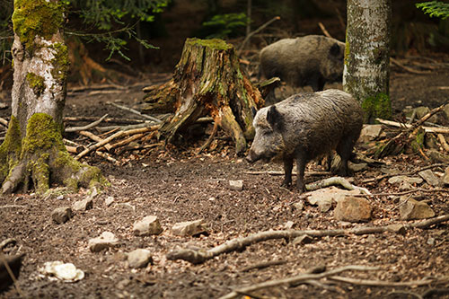 peste porcina africana en la union europea