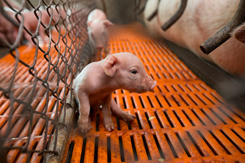 lechones, cerdos. destete, marranas 