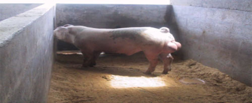 coleccion de semen porcino fresco, el sitio porcino