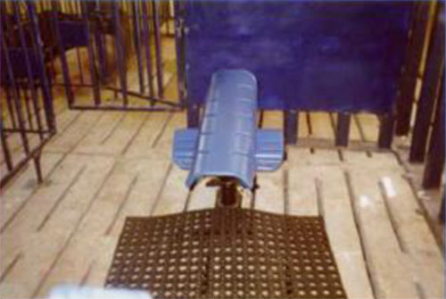 coleccion-de-semen-porcino-fresco,-el-sitio-porcino