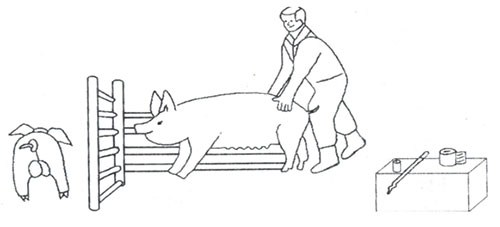 -inseminacion-artificial-en-cerdos