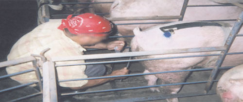 inseminacion artificial de cerdas