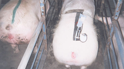 -inseminacion-artificial-en-cerdas