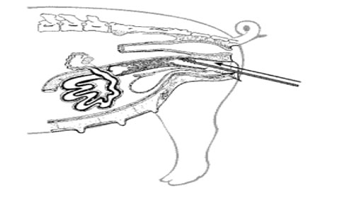 inseminacion artificial de cerdos