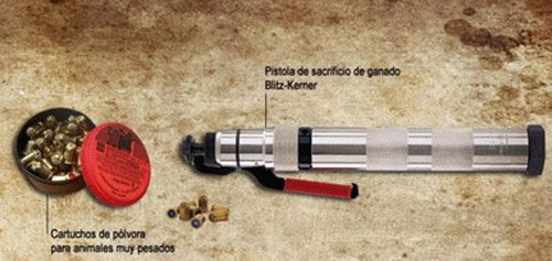 transporte de cerdos a matadero 