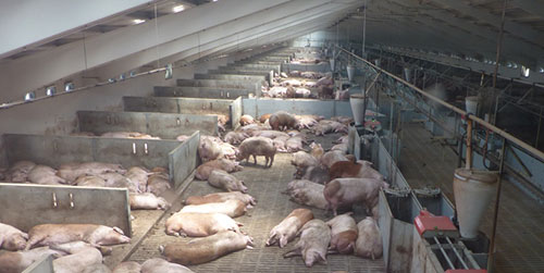 destete de lechones-el sitio porcino-chris wright-Reinaldo Cubillos G