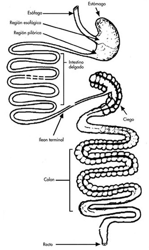 -sistema digestivo de cerdos-el sitio porcino