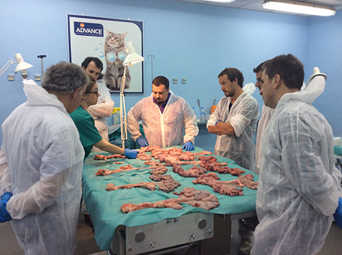 msd-el sitio porcino-emilio martinez