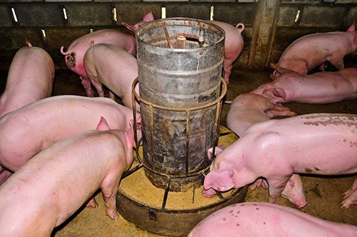 nutricion porcina-el sitio porcino