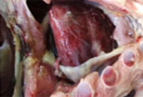 Hemorragias en corazón en cerdos