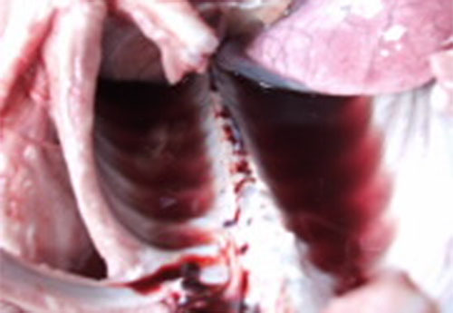 corazón en mora en cerdos