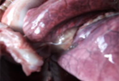 edema pulmonar en cerdos-