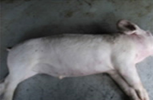 muerte subita en cerdos