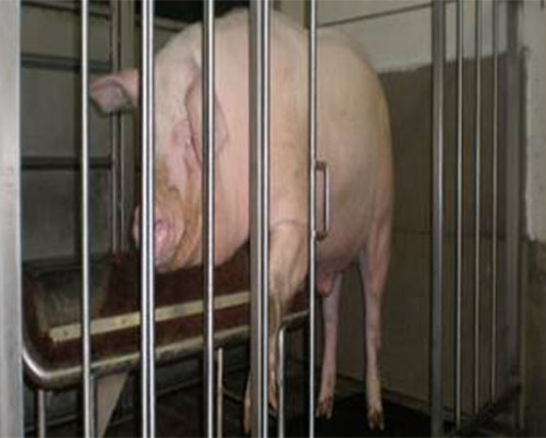 nutricion de los verracos-joaquin paulino- el sitio porcino