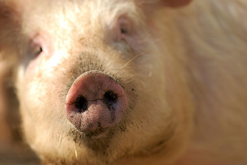 Nutricion del verraco - el sitio porcino