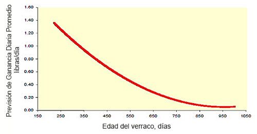 Ganancia de peso prevista para verracos sexualmente activos