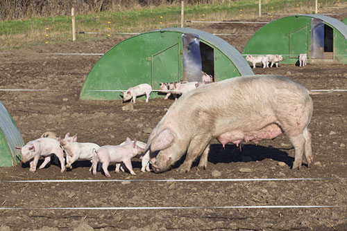 produccion porcina ecologica