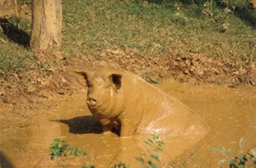 -infertilidad-estacional-en-cerdos