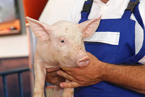  sacrifico humanitario en el sector porcino- el sitio porcino