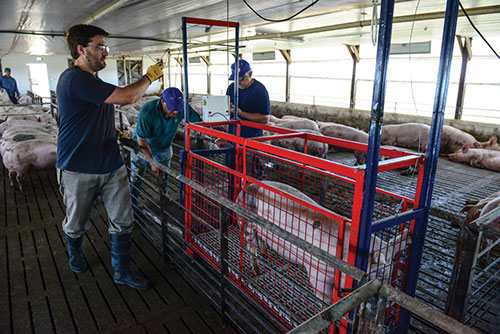 produccion de cerdos, argentina, Adalberto Rossi