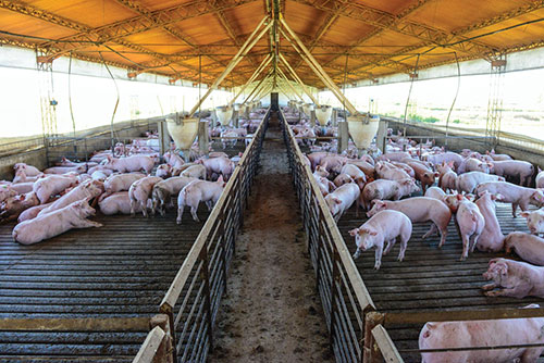 produccion de cerdos, argentina, Adalberto Rossi