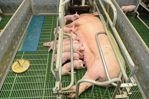 produccion de cerdos, argentina, Adalberto Rossi
