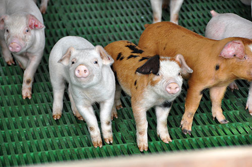 produccion de cerdos, argentina, el sitio porcino, Adalberto Rossi