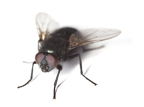 control de moscas en la granja