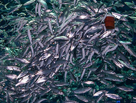 uso de pescados en la dieta de lechones