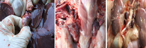 IMAGE NAME/DESCRIPTION