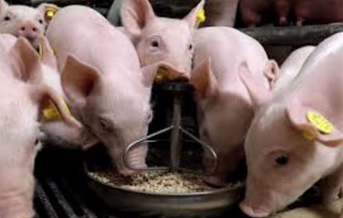 Nutrición de los cerdos en crecimiento y finalización: 1 - introducción -  El Sitio Porcino