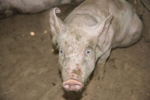 desinfección de los galpones porcinos