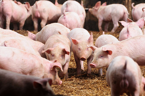 La industria porcina chilena aumentó su producción un 800 % en 30 años - El  Sitio Porcino