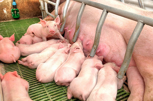 Mycoplasma hyopneumoniae, cerdos