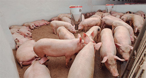 cerdas, marranas, reproducción porcina