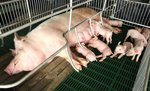 Reinaldo Cubillos, cerdas, corrales de gestación