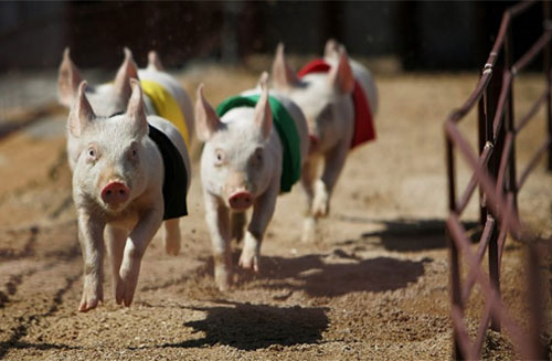 10 hechos sorprendentes sobre los cerdos - El Sitio Porcino