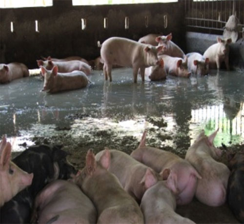 Malas prácticas en la porcicultura: lo que no debemos hacer ni permitir -  El Sitio Porcino