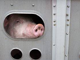 transporte de cerdos   ElSitioPorcino
