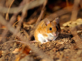 roedores en granjas porcinas el sitio porcino