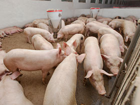 Hernias en cerdos ElSitioPorcino