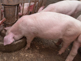 Credos en crecimiento El Sitio Porcino