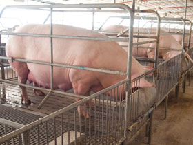 nutricion de cerdas, elsitioporcino