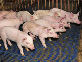 lechones destetados  elsitioporcino