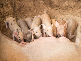 PEDV en EUA, El Sitio Porcino