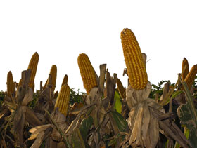 maiz argentino  El Sitio Porcino