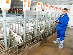 marranas      ElSitioPorcino