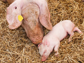 cerda con lechon  ElSitioPorcino