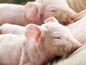 lechones recien nacidos  ElSitioPorcino